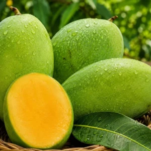 Langra Mango Grafted 1-2Foot Long Plant - Image 1