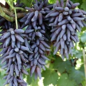Black Grape Grafted 1Foot Long Healthy Plant - Image 1