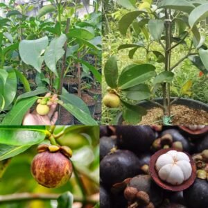 Mangosteen Hybrid Healthy Plant
