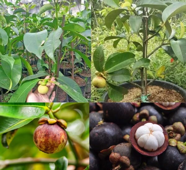 Mangosteen Hybrid Healthy Plant