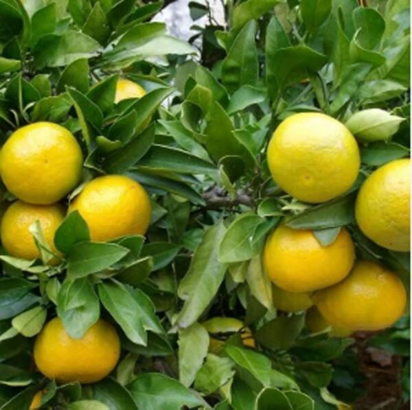 Vietnam Sweet Malta Mosambi Fruit 1-2Foot Longer Grafted Plant
