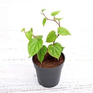 Medinipur Famous Mitha Betel Leaf/Paan Pata Plant - Image 3