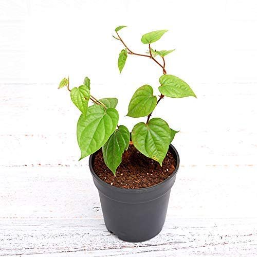 Medinipur Famous Mitha Betel Leaf/Paan Pata Plant