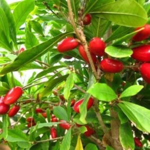 Miracle Fruit Dwarf Healthy Plant