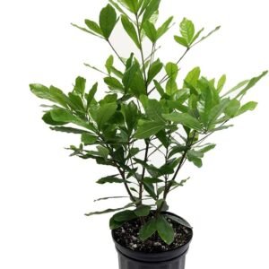 Miracle Fruit Dwarf Healthy Plant - Image 2