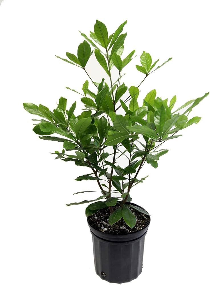 Miracle Fruit Dwarf Healthy Plant - Image 2