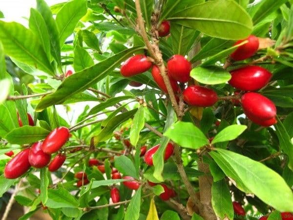 Miracle Fruit Dwarf Healthy Plant