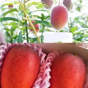 Miyazaki Grafted Mango 1-2Foot Longer Healthy Plant