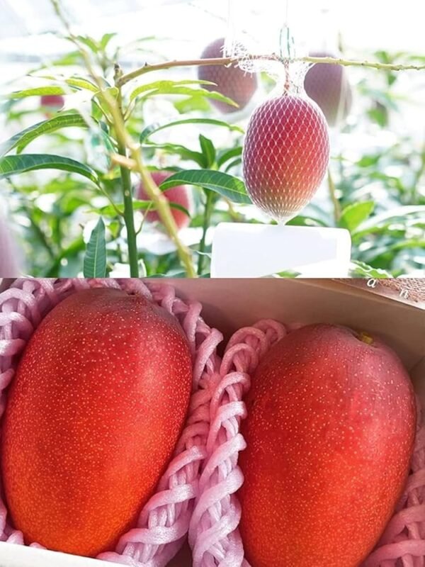 Miyazaki Grafted Mango 1-2Foot Longer Healthy Plant