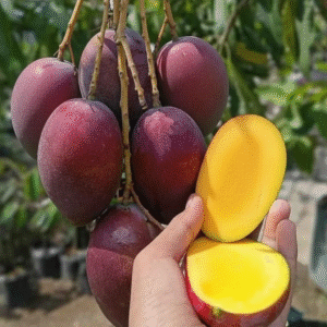 Miyazaki Grafted Mango 1-2Foot Longer Healthy Plant - Image 3