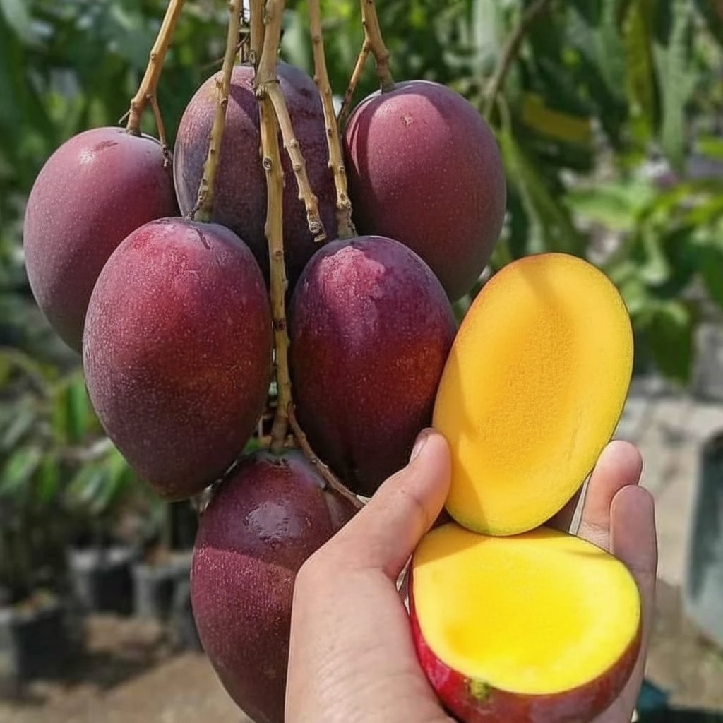 Miyazaki Grafted Mango Plant - Image 2