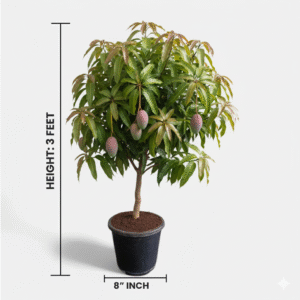 Miyazaki Grafted Mango Plant
