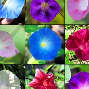 Morning Glory Flowering Vine Healthy Plant - Image 2