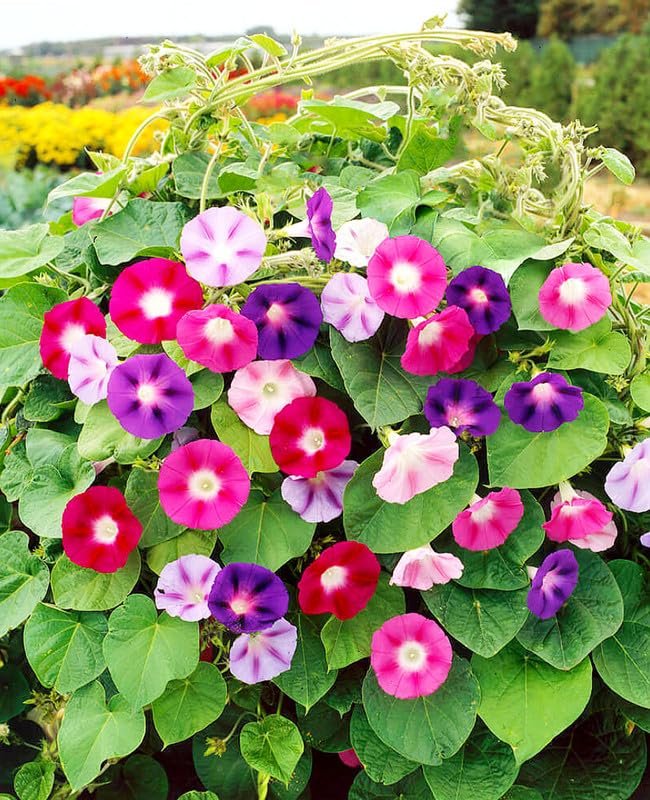 Morning Glory Flowering Vine Healthy Plant