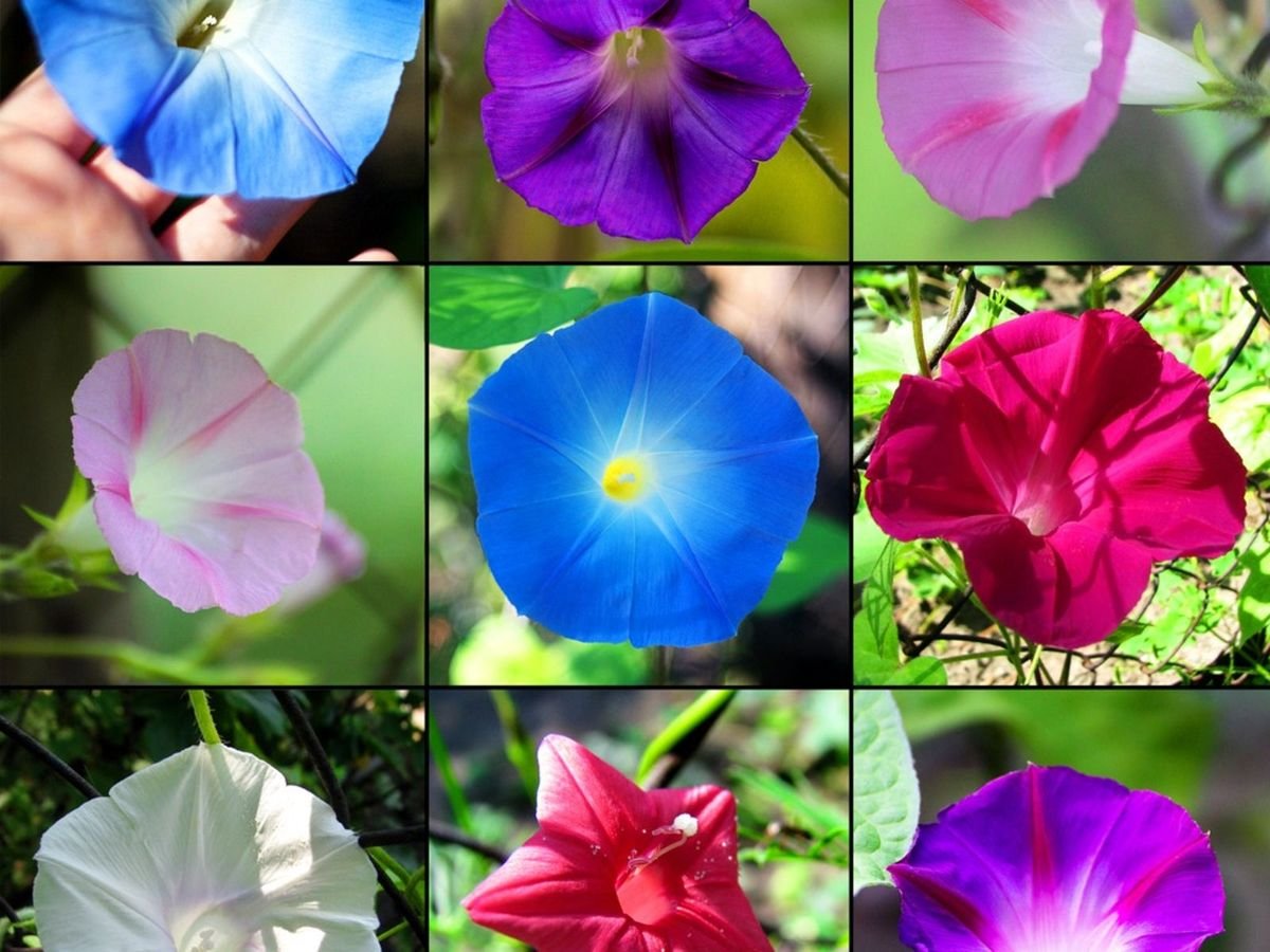 Morning Glory Flowering Vine Healthy Plant - Image 2