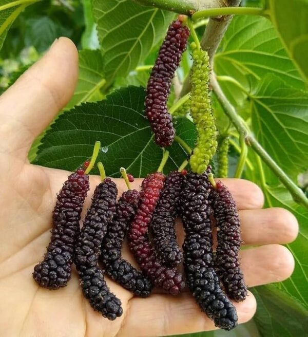 Long Hybrid Mulbery Plant