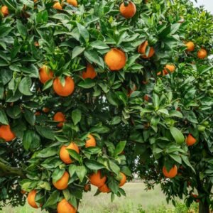Nagpur Sweet Orange Grafted Plant - Image 2