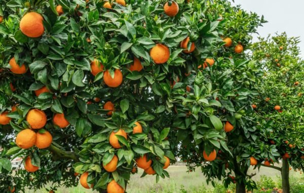 Nagpur Sweet Orange Grafted Plant