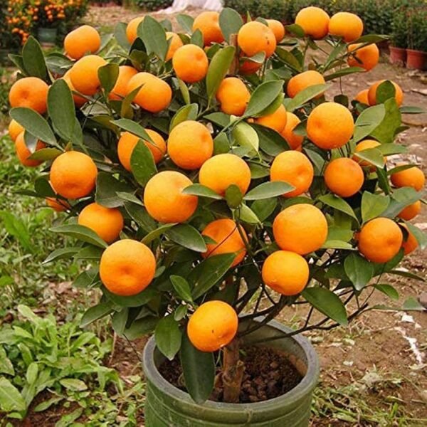 Nagpur Sweet Orange Grafted Plant
