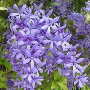Sandpaper Vine/Nilmoni Lata Flower Healthy Plant - Image 2