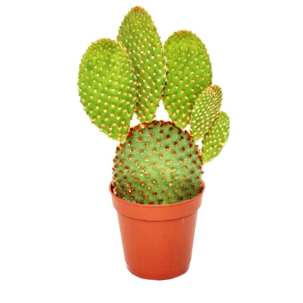 Red Bunny Ear(Opuntia Microdasys ) Indoor Cactus Plant