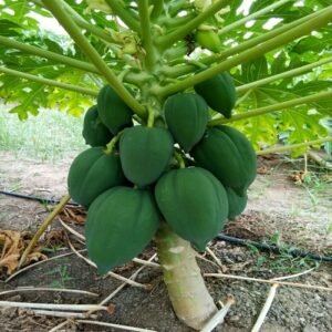 Hybrid Papaya Healthy Plant - Image 2