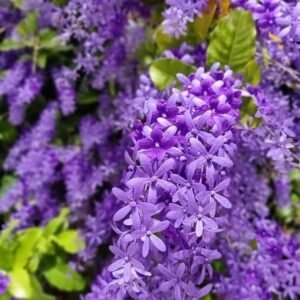 Sandpaper Vine/Nilmoni Lata Flower Healthy Plant - Image 3