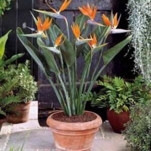 Bird Of Paradise Exotic Flower Healthy PLant - Image 3
