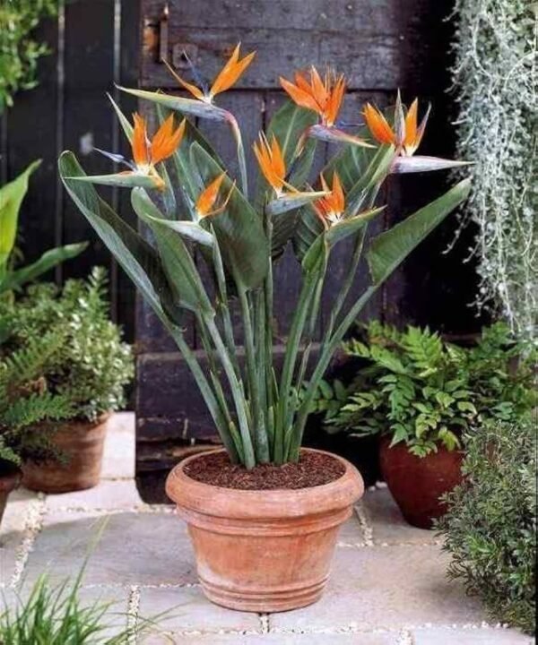 Bird Of Paradise Exotic Flower Healthy PLant