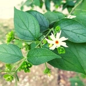 Fresh Whole Cut Green Shiuli/Parijat plant Leaves - Image 2