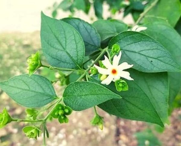 Fresh Whole Cut Green Shiuli/Parijat plant Leaves