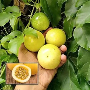Passion Fruit Hybrid Healthy Plant