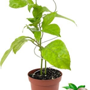 Passion Fruit Hybrid Healthy Plant - Image 2