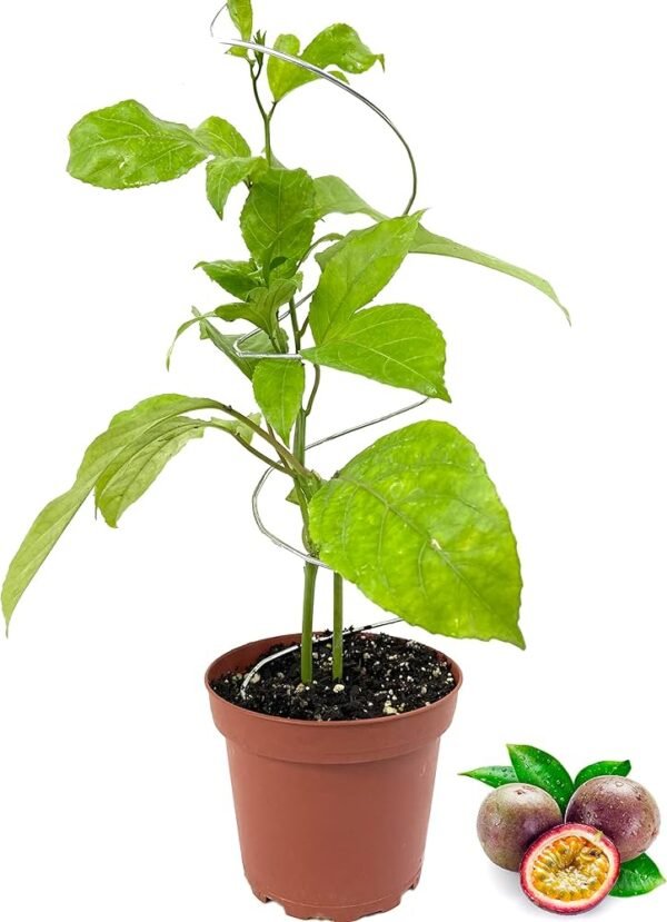 Passion Fruit Hybrid Healthy Plant