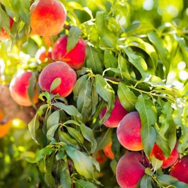 Sweet Peach Fruit Healthy Plant