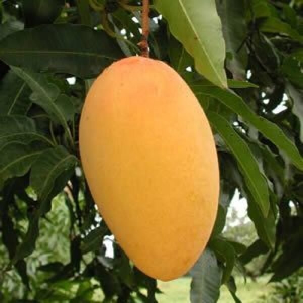 Amrapali Mango Grafted Health PLant