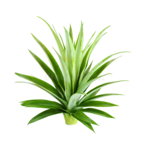 Fresh Green Cut Soft Pineaple Leaves - Image 3