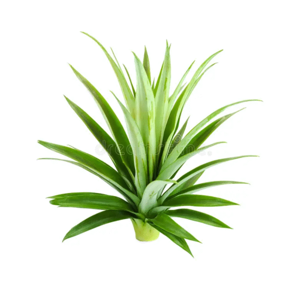 Fresh Green Cut Soft Pineaple Leaves