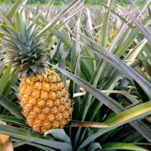 Fresh Green Cut Soft Pineaple Leaves - Image 4