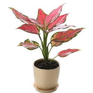 Aglaonema Pink Beauty Live Plant - Image 2