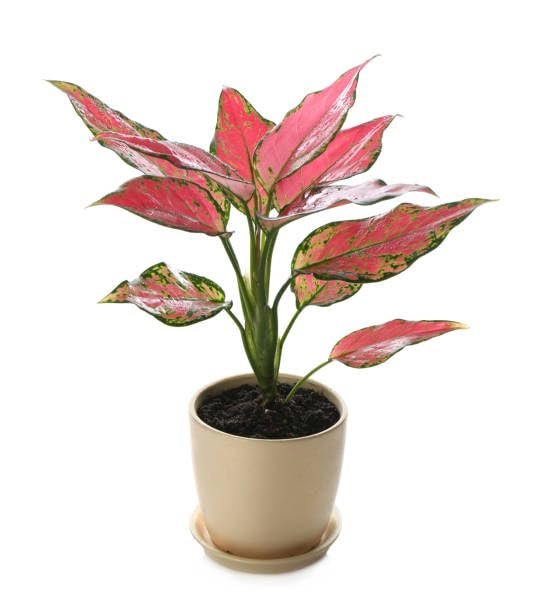 Aglaonema Pink Beauty Live Plant - Image 2