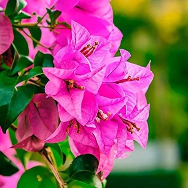 Bougainvillea Flower Healthy Plant