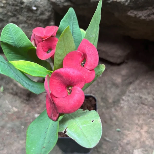 Euphorbia/Crown Of Thorns Flower Healthy Plant