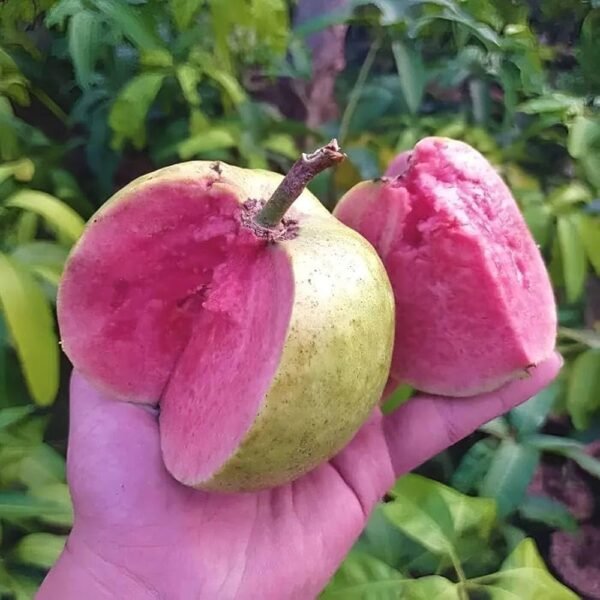 Thai Pink Guava Healthy Plant