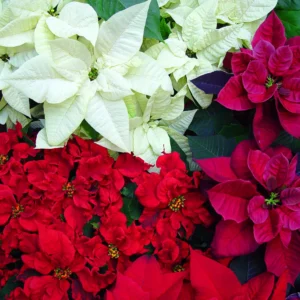 Poinsettia Flower Healthy Plant - Image 2
