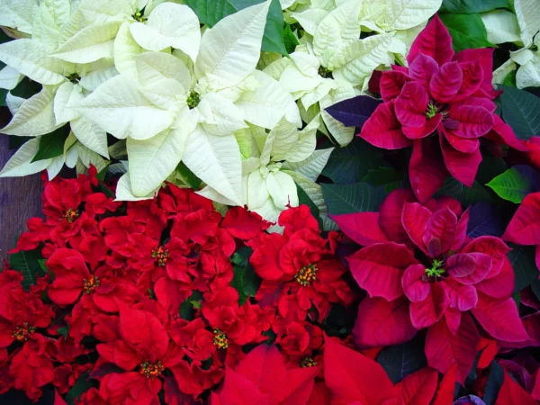 Poinsettia Flower Healthy Plant