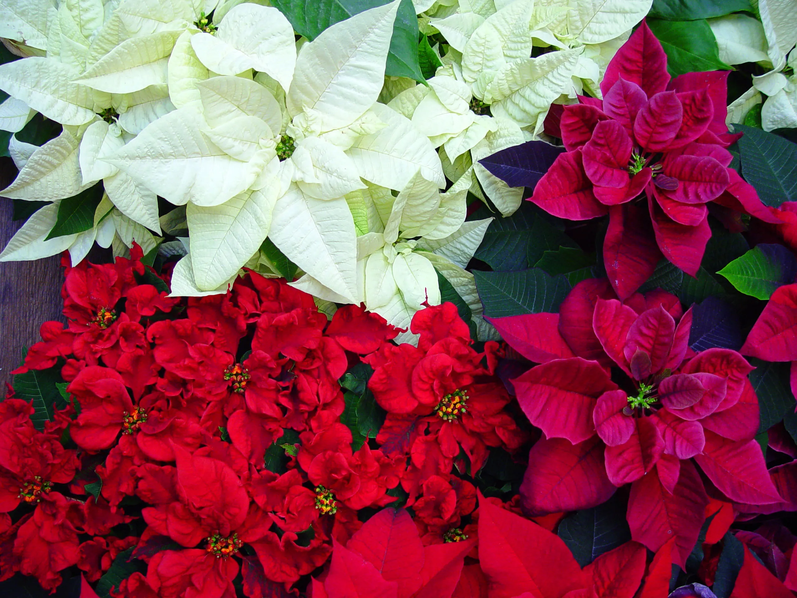 Poinsettia Flower Healthy Plant - Image 2