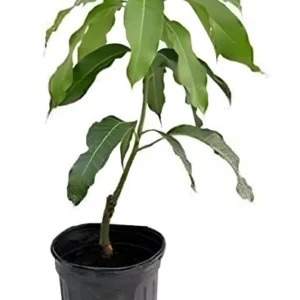 Dasheri Fruit Mango Plant - Image 2