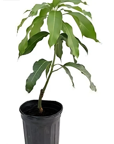 Dasheri Fruit Mango Plant - Image 2