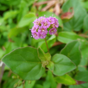 Punarnava/Ghetuli/Mukkurattai Herbal Plant - Image 3